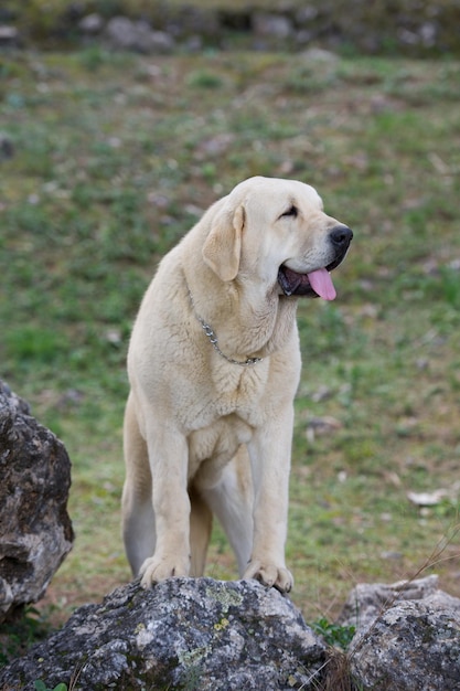Reinrassiger Hund des spanischen Mastiffs mit gelbem Farbmantel, der auf dem Gras steht