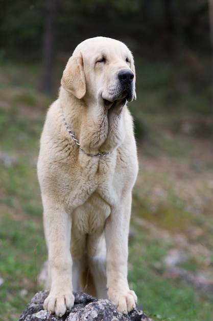 Reinrassiger Hund des spanischen Mastiffs mit gelbem Farbmantel, der auf dem Gras steht