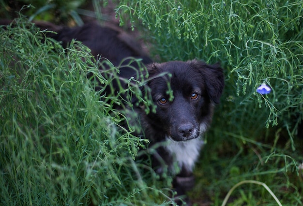 Reinrassiger Hund sieht aus Flachsbüschen aus