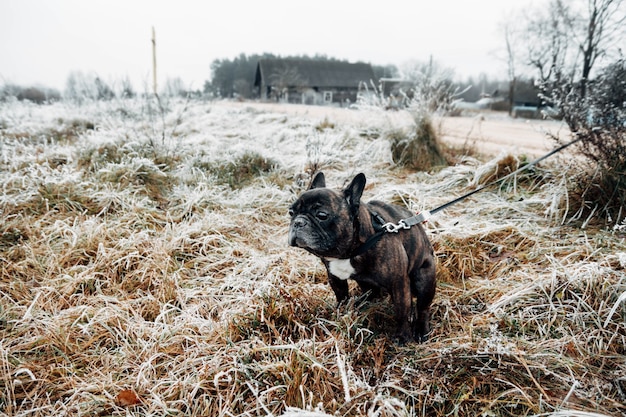 Reinrassiger Hundespaziergang der französischen Bulldogge an einem kalten Wintermorgen