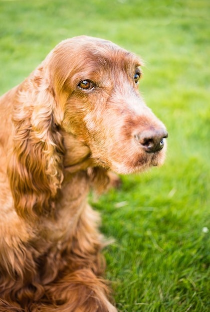 Reinrassiger Irish Setter Dog Canine Pet zur Festlegung