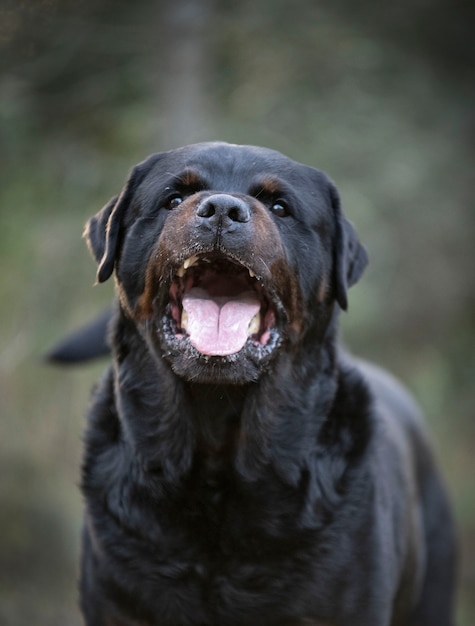 Reinrassiger Rottweiler, der im Frühjahr in der Natur spazieren geht