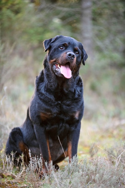 Reinrassiger Rottweiler, der im Frühjahr in der Natur spazieren geht