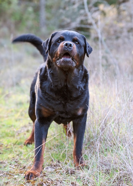 Reinrassiger Rottweiler, der im Frühjahr in der Natur spazieren geht