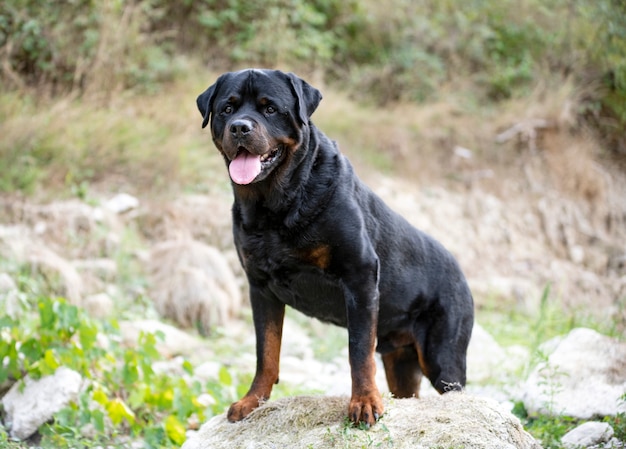 Reinrassiger rottweiler, der im herbst in der natur spazieren geht