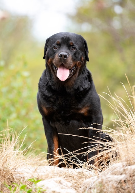 Reinrassiger Rottweiler, der im Herbst in der Natur spazieren geht