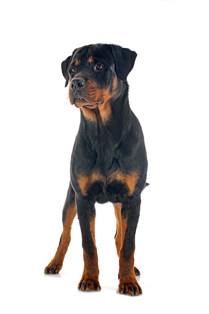 Reinrassiger Rottweiler vor weißem Hintergrund