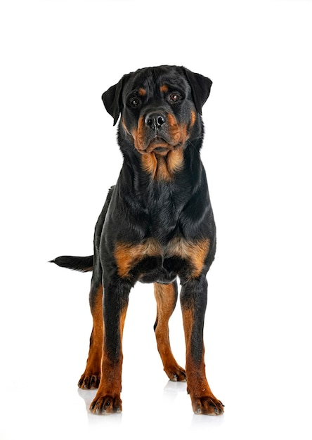 Reinrassiger Rottweiler vor weißem Hintergrund