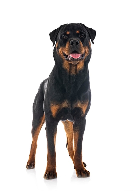 Reinrassiger Rottweiler vor weißem Hintergrund