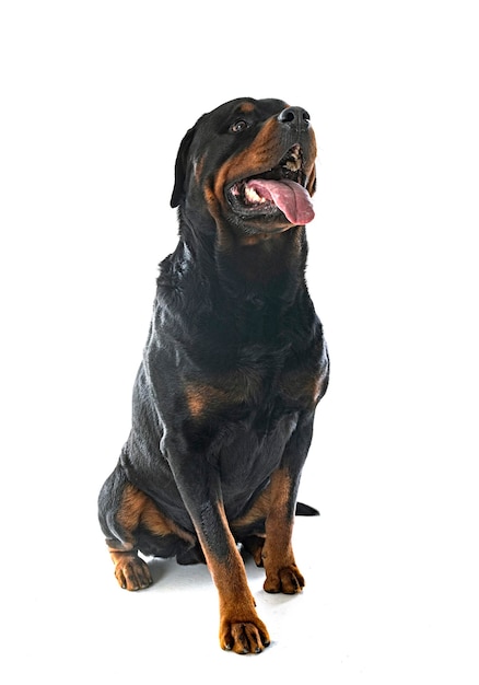 Reinrassiger Rottweiler vor weißem Hintergrund