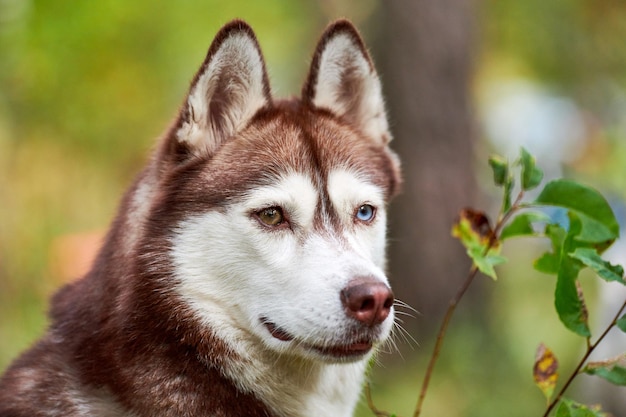 Reinrassiger Siberian Husky-Hund in der Natur, unscharfer grüner natürlicher Hintergrund. Freundliches sibirisches Husky-Porträt mit braunem und weißem Fell, braunen und blauen Augen. Schöner wilder alaskischer Schlittenhund