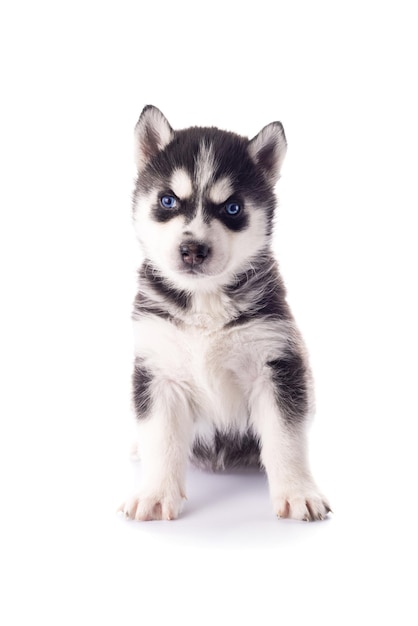 Reinrassiger sibirischer Husky-Hündchen mit blauen Augen auf weißem Hintergrund