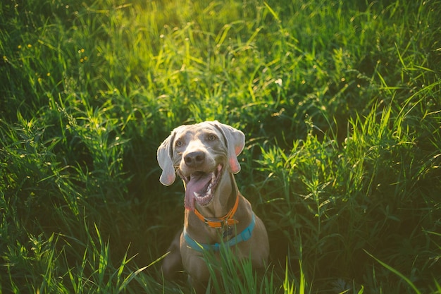 Reinrassiger Weimaraner-Hund im Freien in der Natur auf der Graswiese an einem Sommertag