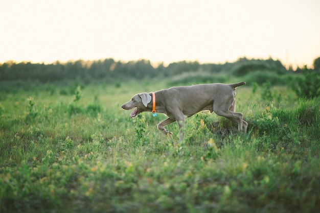 Reinrassiger Weimaraner-Hund im Freien in der Natur auf der Graswiese an einem Sommertag