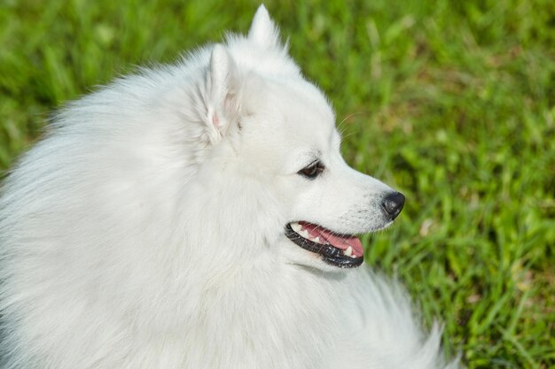 Foto reinrassiger weißer japanischer spitz im frühling vor dem hintergrund von gras, porträt eines jungen, verspielten hundes