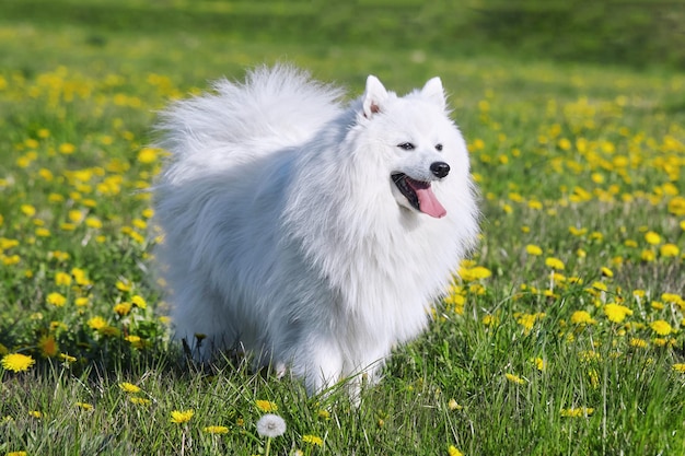 Foto reinrassiger weißer japanischer spitz im frühling vor dem hintergrund von gras, porträt eines jungen, verspielten hundes