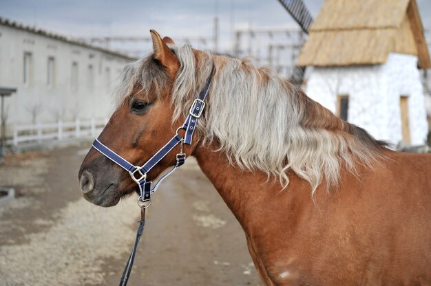 Reinrassiges junges Pferd auf dem Land