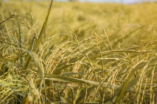 Reis auf dem Feld, Paddy