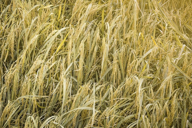 Reis auf dem Feld, Paddy