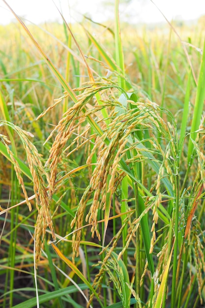 Reis aus Goldpaddy mit grünen Blättern im Feld für den Hintergrund. Naturkost