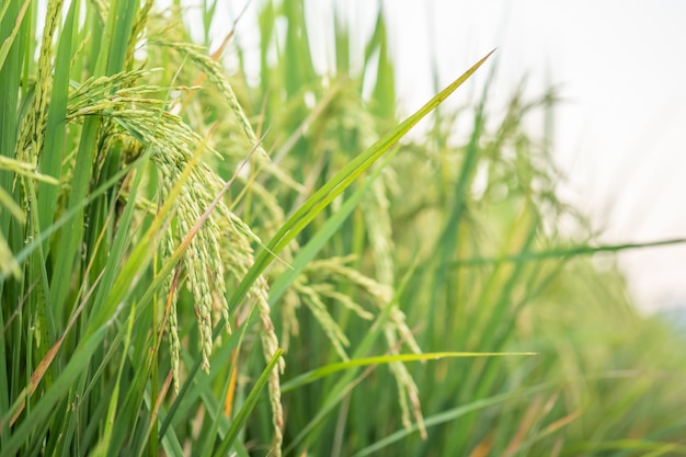 Reis im Feldumwandlungstest bei Nord-Thailand, Reiswachstumsnatur, grüne Farbe des Kornes