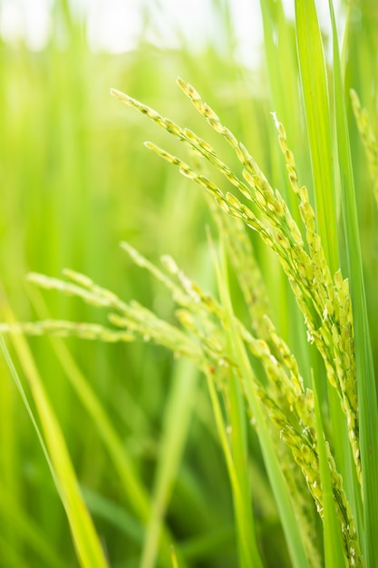 Reis im Feldumwandlungstest in Nordthailand, reisgelbe Farbe und Kopierraum. Ohr aus goldenem Reis in der biologischen asiatischen Reisfarm und Landwirtschaft.