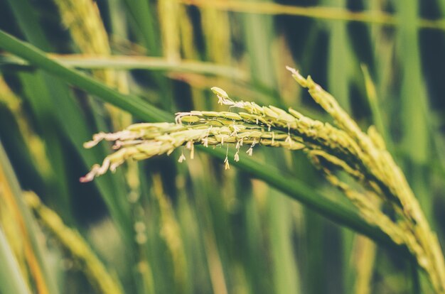 Reis in den Feldern Erntezeit landwirtschaftliche Produktionssamengattung