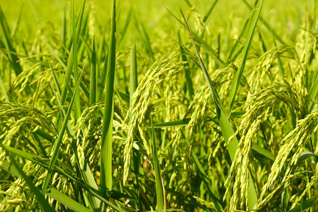 Reis in der grünen Farbe des Feldes