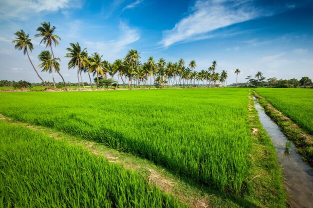 Reis in der Nähe von Indien