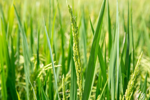 Reis und Feld, schließen Sie das Ohr des Reises im Feld