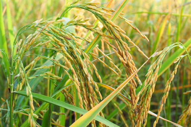 Reis von Goldpaddy auf dem Gebiet