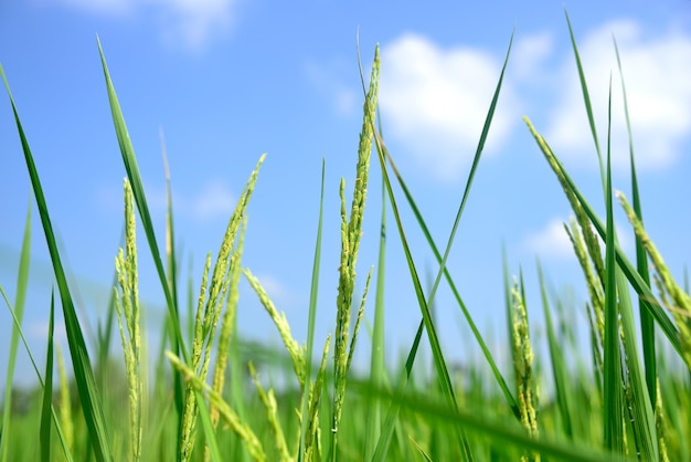 Reis wächst auf blauer Himmel Hintergrund