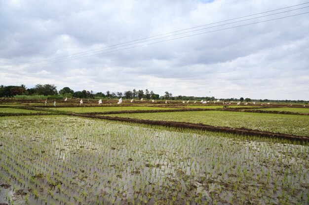 Reisanbau in der Nähe des Lake Manyara, Tansania, Afrika. Ländliche Landschaft