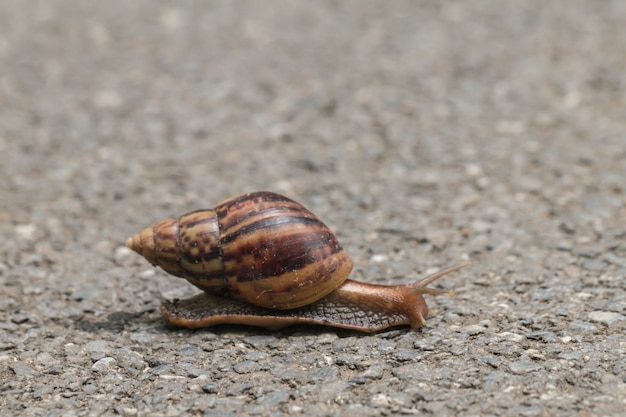 Reise der Schnecke im Naturhintergrund