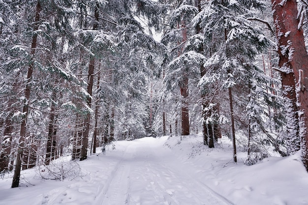 reise nach kanada winterwaldlandschaft, jahreszeitlicher blick, panorama im schneebedeckten wald