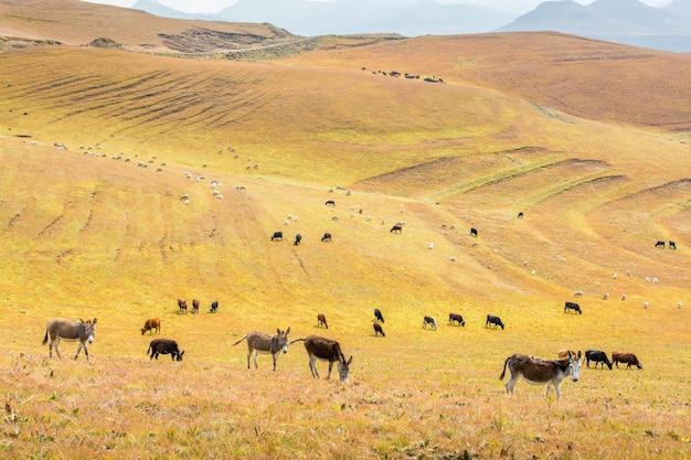 Reise nach Lesotho In den grasbewachsenen Hügeln eine Herde von Eseln, Kühen und Schafen