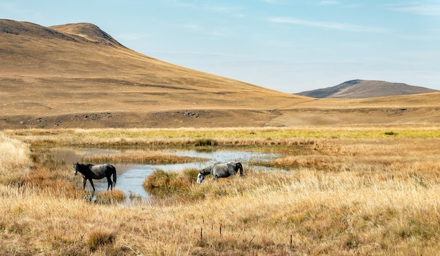 Reise nach Lesotho Zwei freilaufende Pferde am Ufer eines Teiches auf einer Wiese im Sehlabathebe-Nationalpark