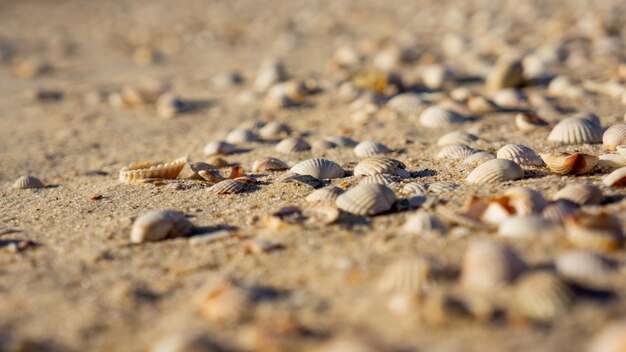 Reise-Urlaubskonzept Muscheln auf Sand Reisen Reisetext Foto in hoher Qualität