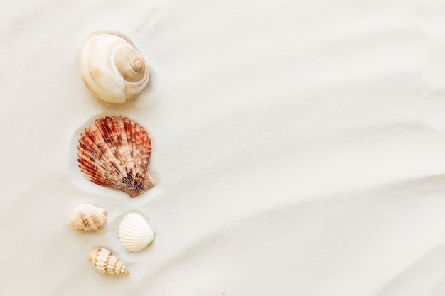 Reise-, Urlaubskonzept. Muscheln auf Sand und blauem Hintergrund.