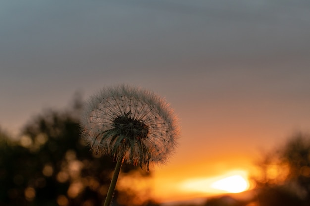 Reisefotografie, Silhouette einer blühenden, flauschigen Löwenzahn-Blumen-Vorderansicht im Gegenlicht auf dem Sonnenuntergang-Himmelshintergrund, Nahaufnahme