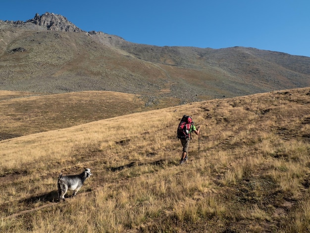 Reisefreunde Eine Ziege folgt einem Wanderer auf einer Wanderung