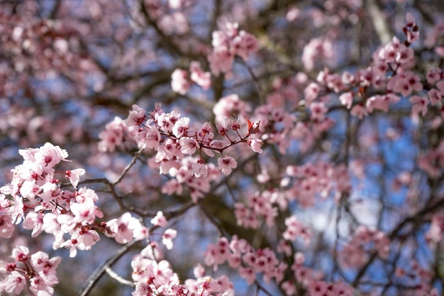 Reisen, Frühling, Details von Kirschblüten mit schönen rosa Blütenblättern.