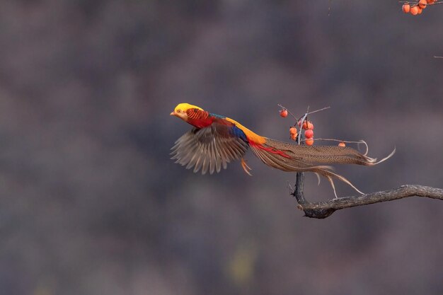 reisen natur vogel schönheit landschaft eule ibis fasan wildlife