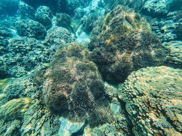 Reisen Sie im Tauchmeer Klares blaues Meer