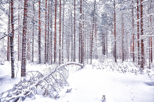 Reisen Sie nach Kanada Winterwaldlandschaft, Saisonansicht, Panorama im schneebedeckten Wald