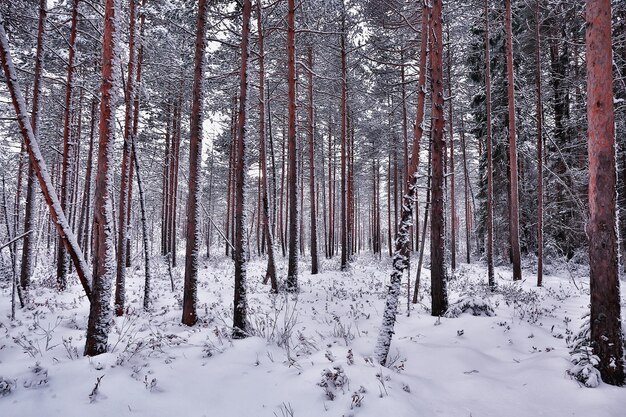 Reisen Sie nach Kanada Winterwaldlandschaft, Saisonansicht, Panorama im schneebedeckten Wald