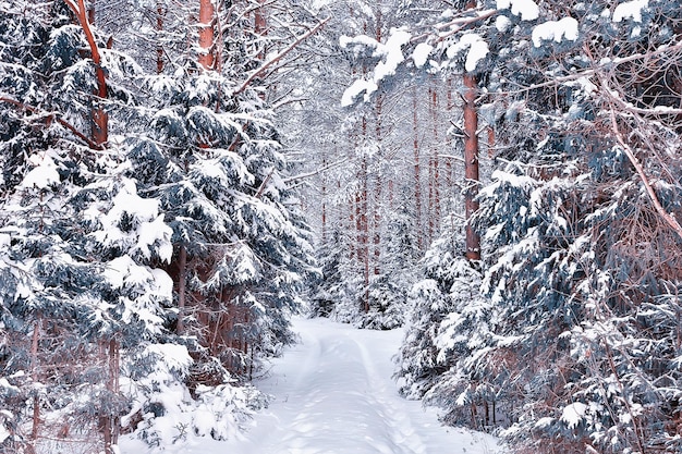 Reisen Sie nach Kanada Winterwaldlandschaft, Saisonansicht, Panorama im schneebedeckten Wald