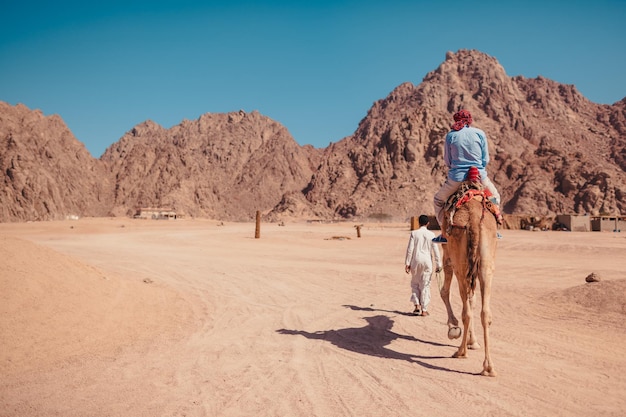 Reisender Mann reitet auf einem Kamel in der Wüste am Sinai-Gebirge Junger Beduine führt Tier Sommerurlaub in Ägypten