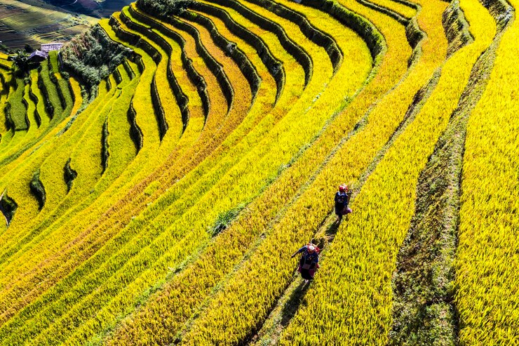 Foto reiserastfeld auf dem mu cang chaiyen bai