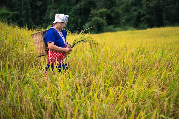 Reisernte der Bauernfrauen in Nordthailand